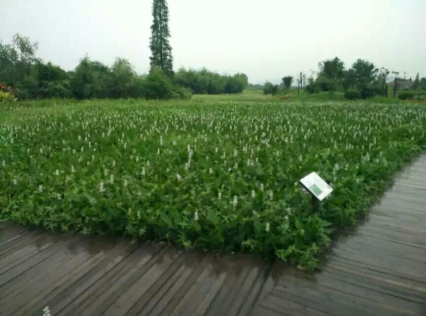 白塔湖国家湿地公园景点图片