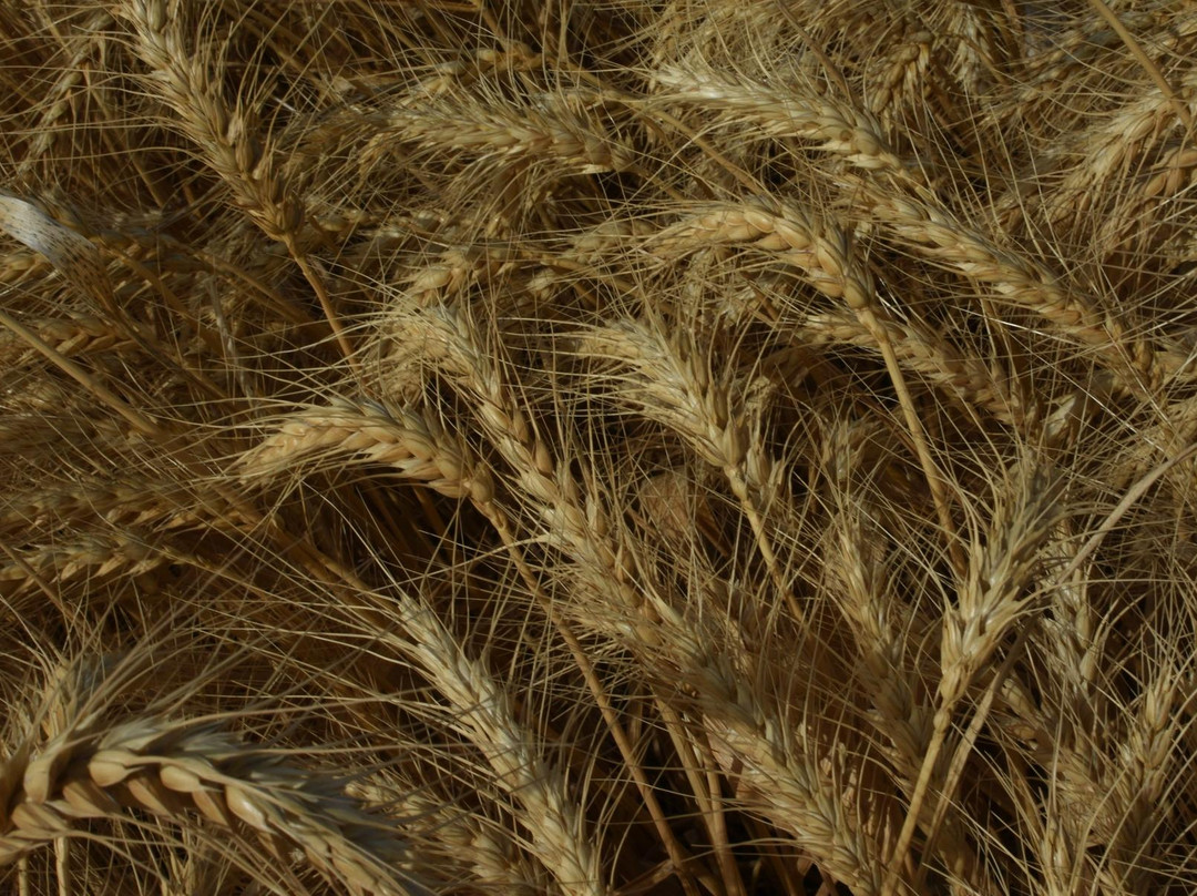 Galilee Private Tours-提比利亚必去景点