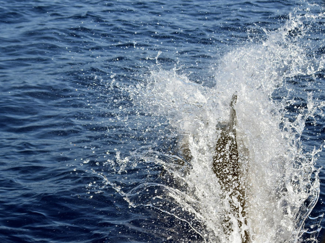 Whale Watch Azores-奥尔塔必去景点