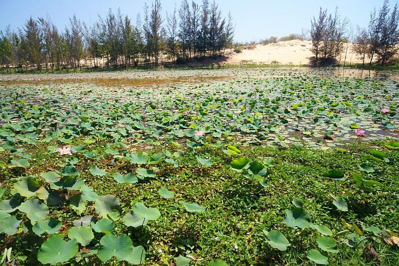 Lotus Lake景点图片