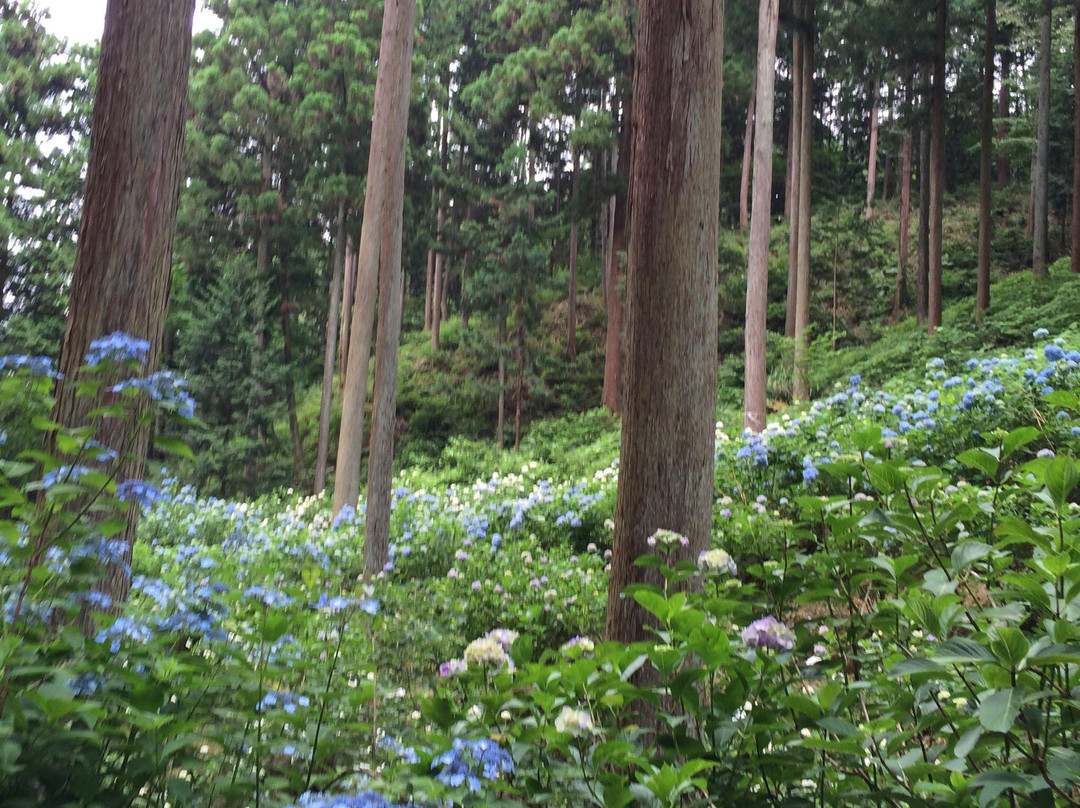 Minamisawa Ajisai Mountain-秋留野市必去景点