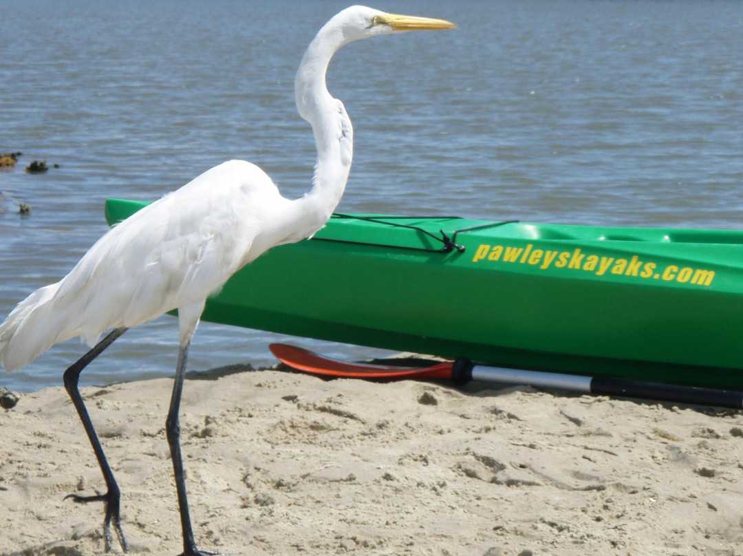 Pawleys Kayaks-帕利斯岛必去景点