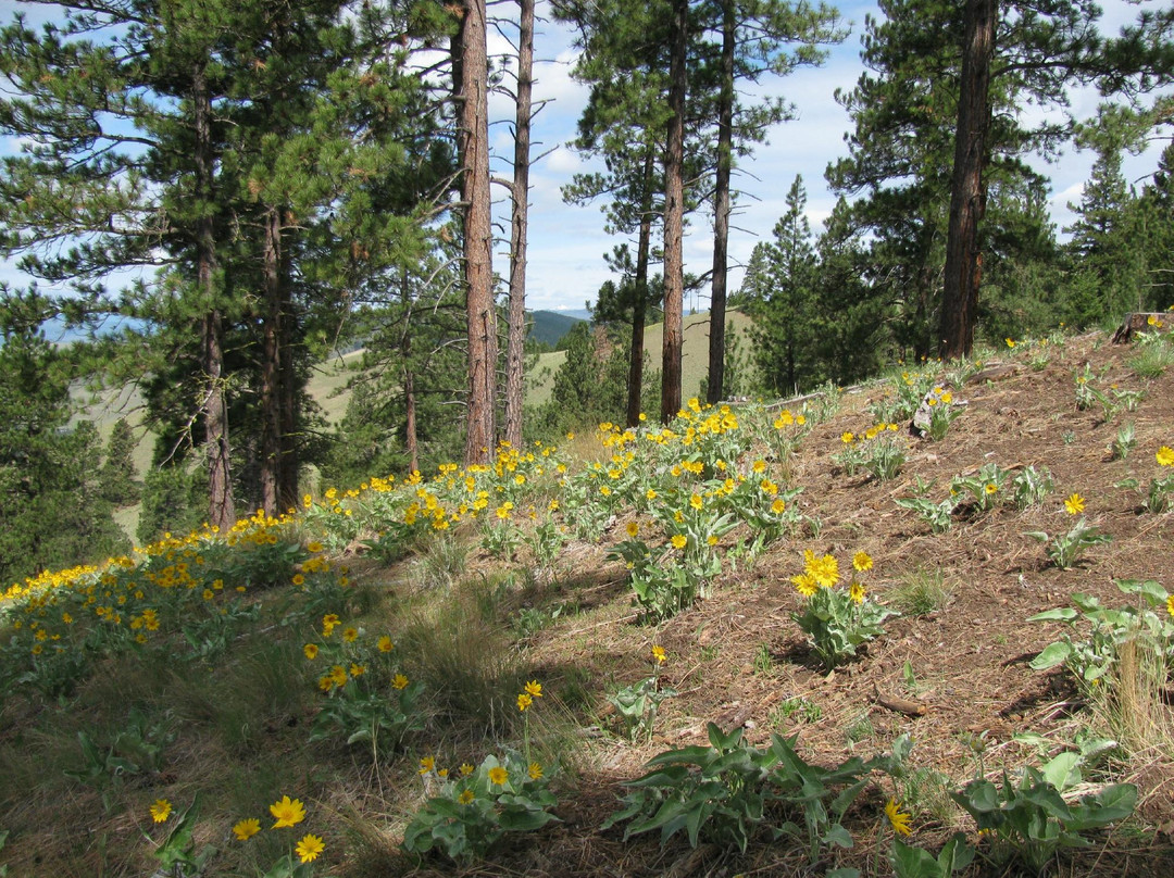 Mount Jumbo North Peak Trail-米苏拉必去景点