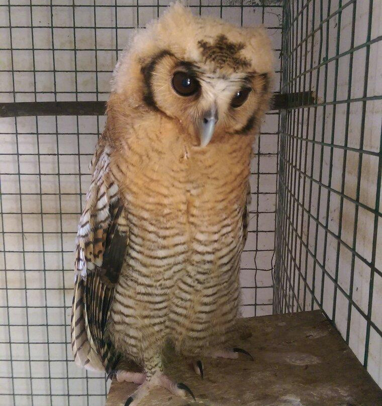 Monkey Forest Resort-Cape Coast必去景点