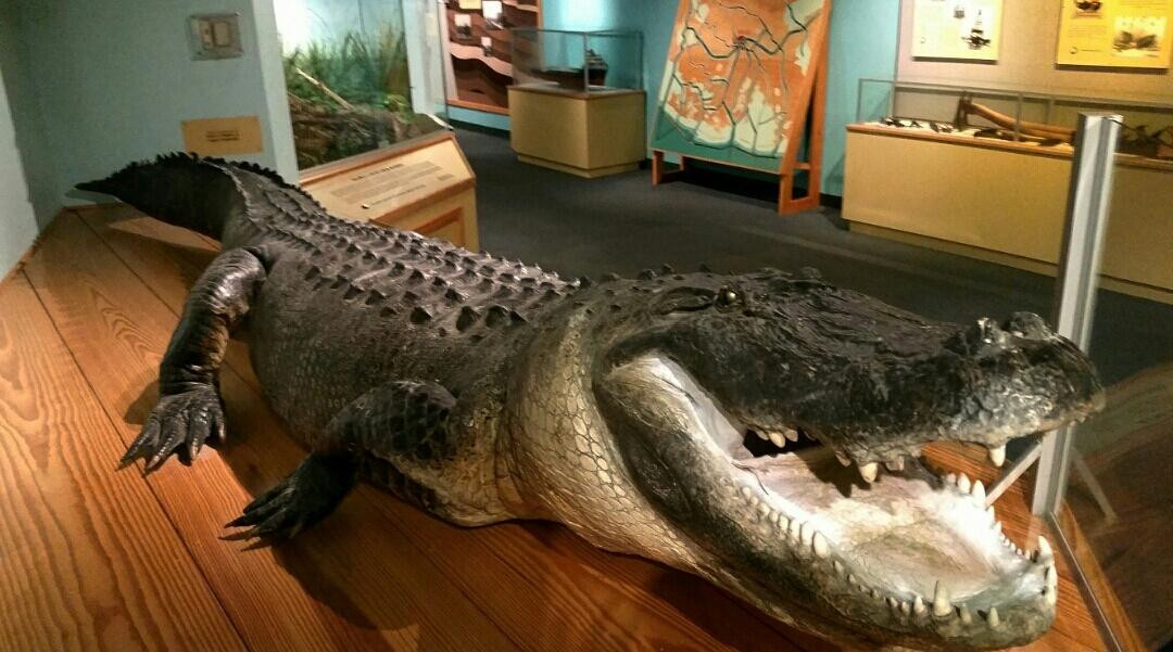 Bayou Terrebonne Waterlife Museum景点图片