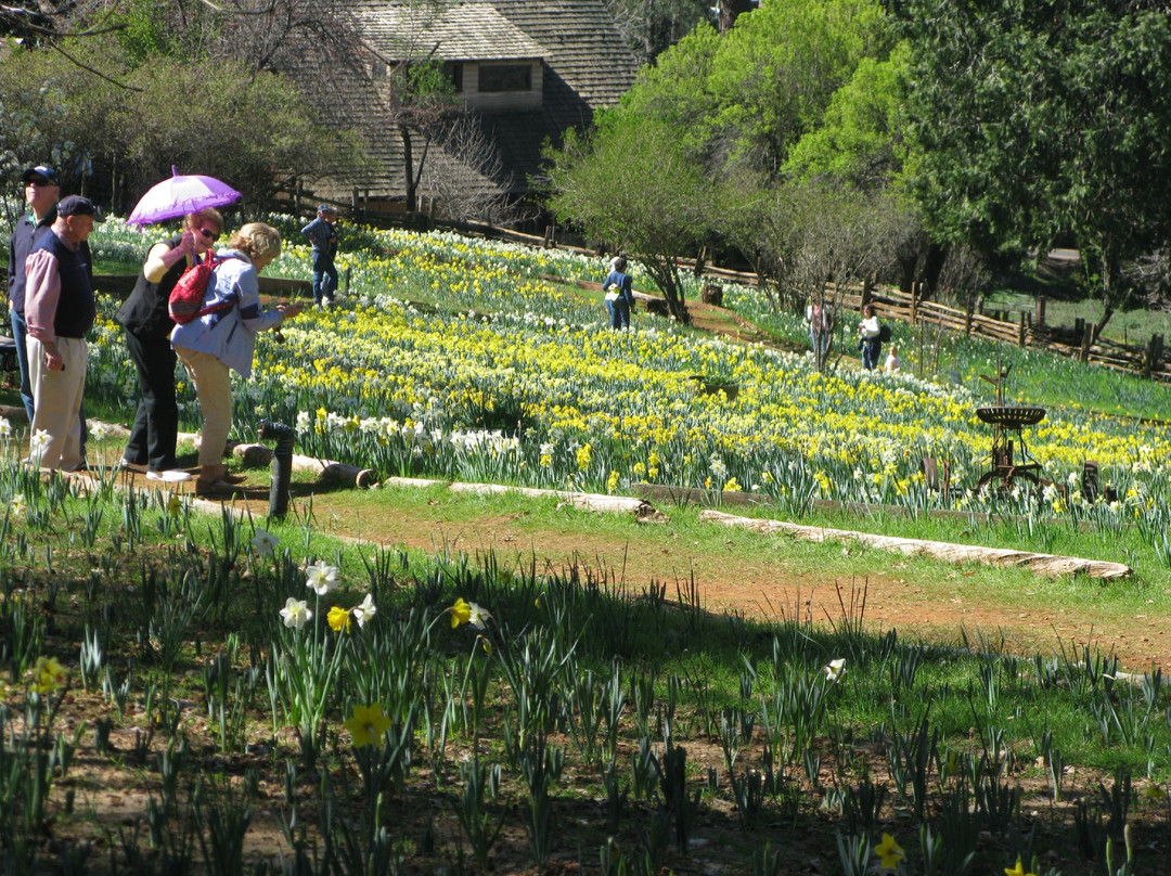McLaughlin's Daffodil Hill景点图片