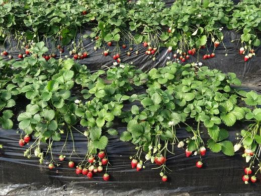 JA Hagano Mashiko Strawberry Picking-益子町必去景点
