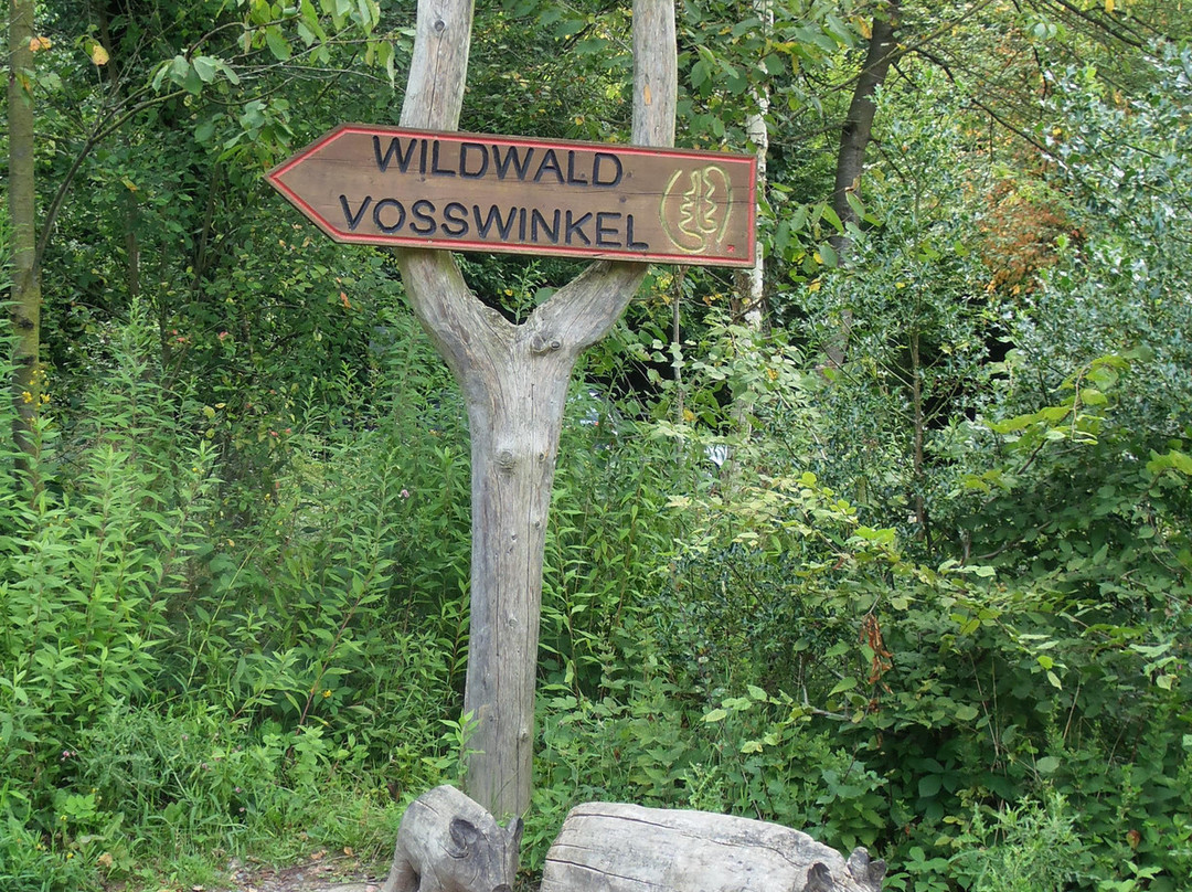 Wildwald Vosswinkel景点图片