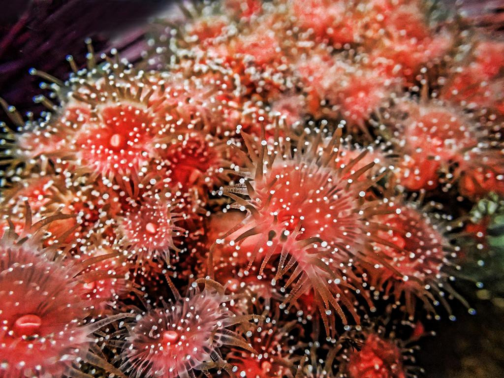 Hatfield Marine Science Center-纽波特必去景点