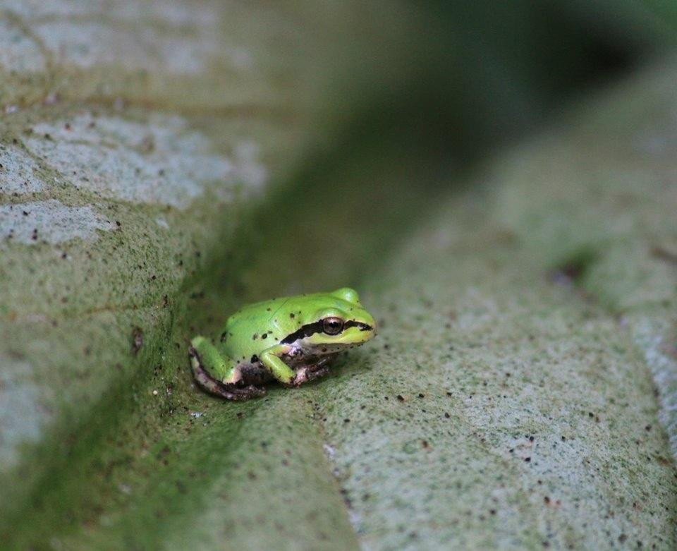 Tualatin Hills Nature Park-比弗顿必去景点