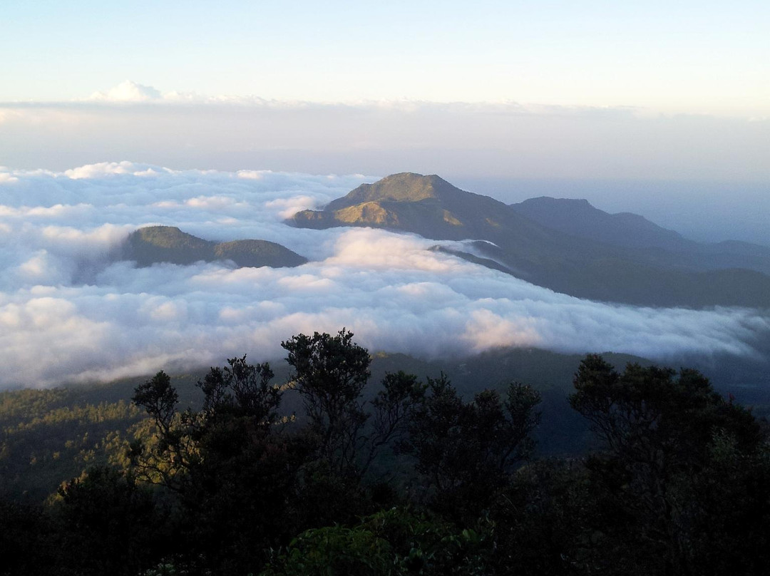 Kebun Teh Jamus (Lereng Gunung Lawu)景点图片