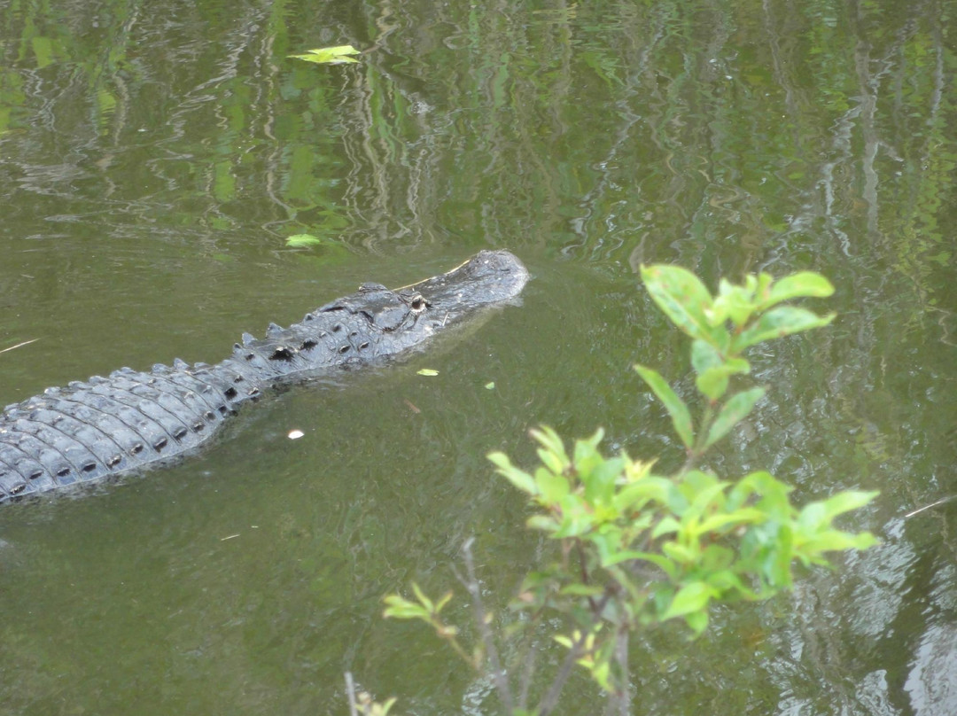 Everglades National Park-佛罗里达城必去景点