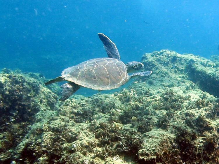 Scuba Turtle Diving-Incekum必去景点