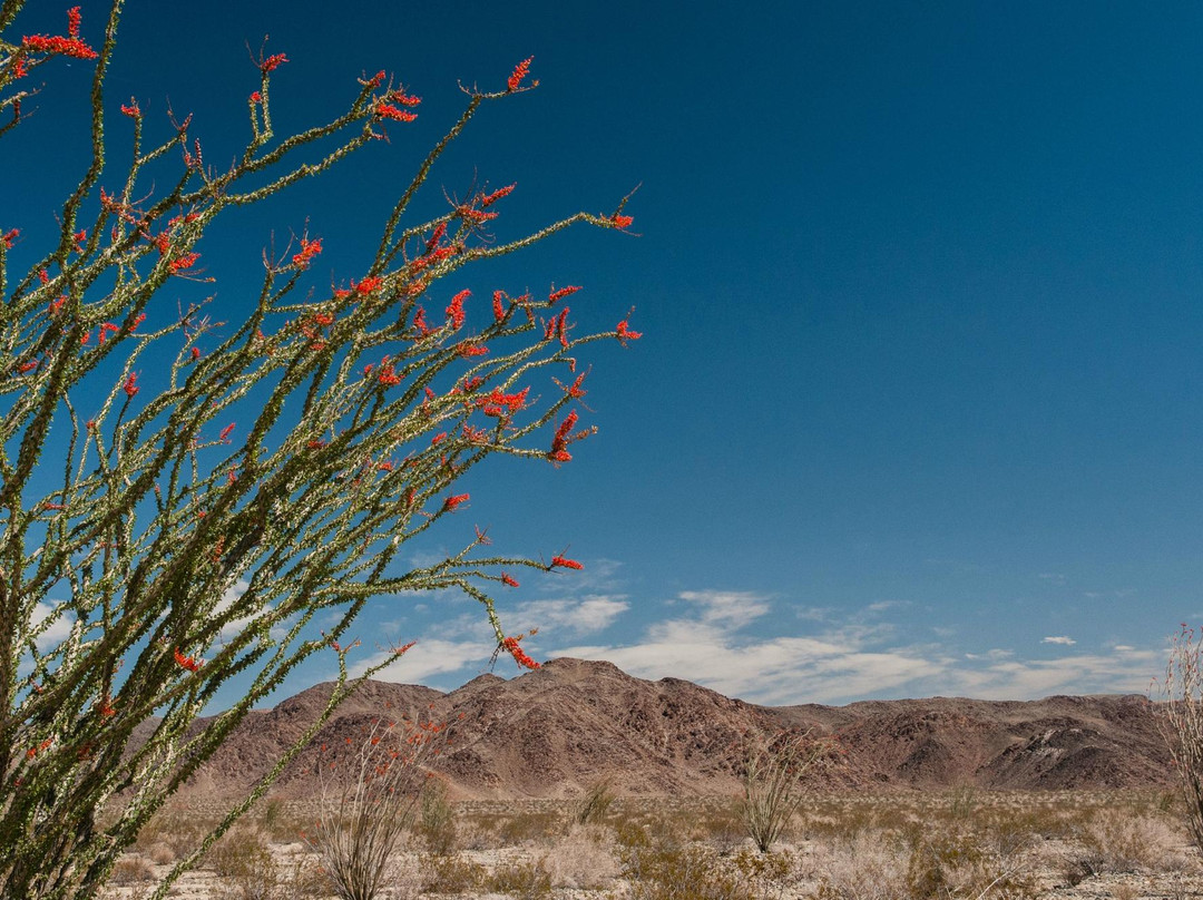 The Pinto Basin-约书亚树国家公园必去景点