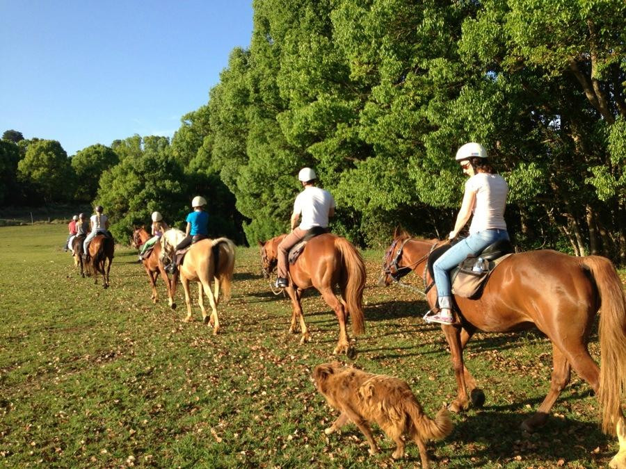 Pegasus Park Equestrian Centre景点图片