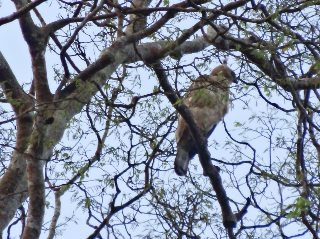 Sandakan Rainforest Discovery Centre (RDC)-山打根必去景点