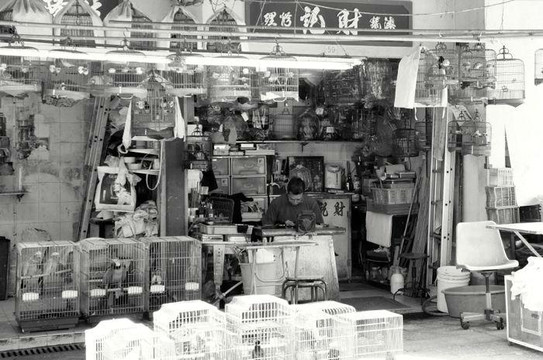 雀鸟花园-香港必去景点