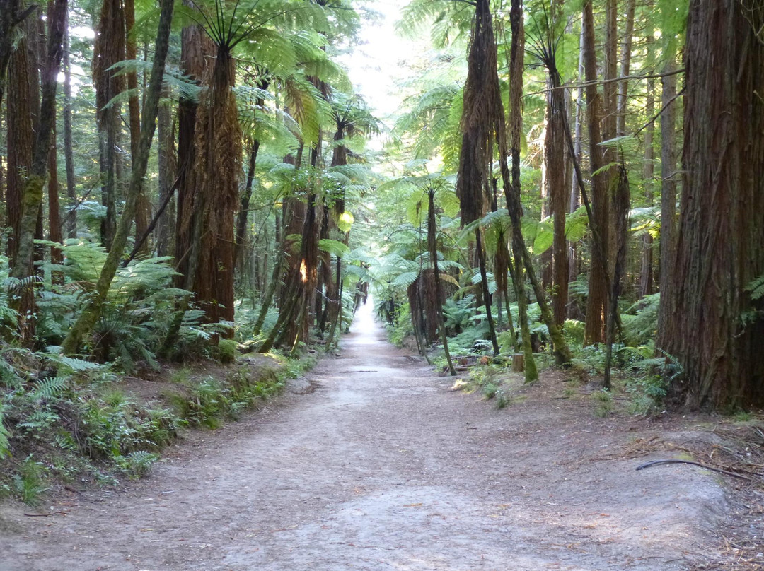 红木森林公园-罗托鲁瓦必去景点