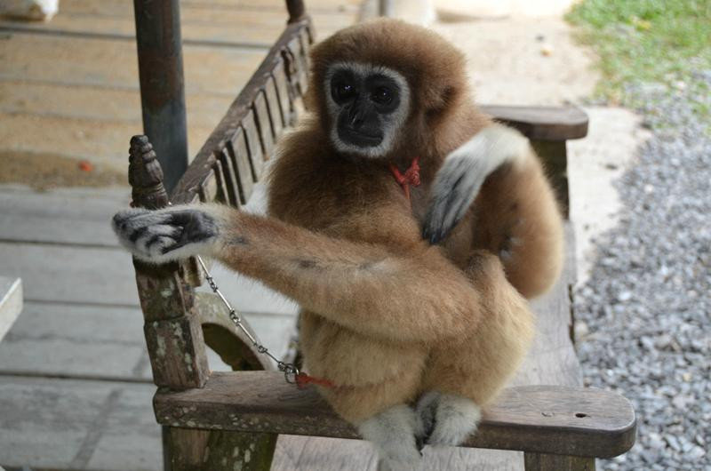 天堂公园农场-苏梅岛必去景点