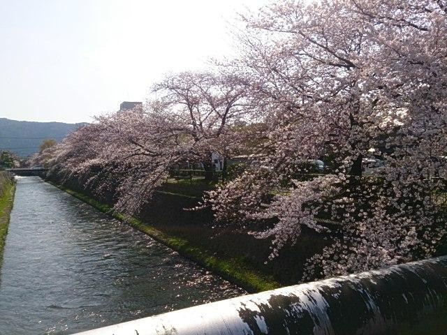 鸭川-京都市必去景点