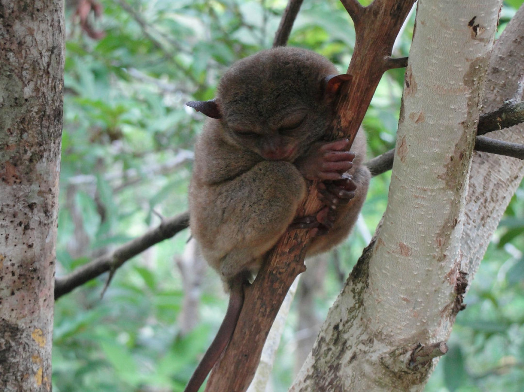 Philippine Tarsier Recreation Inc.-塔拉瓦环礁必去景点