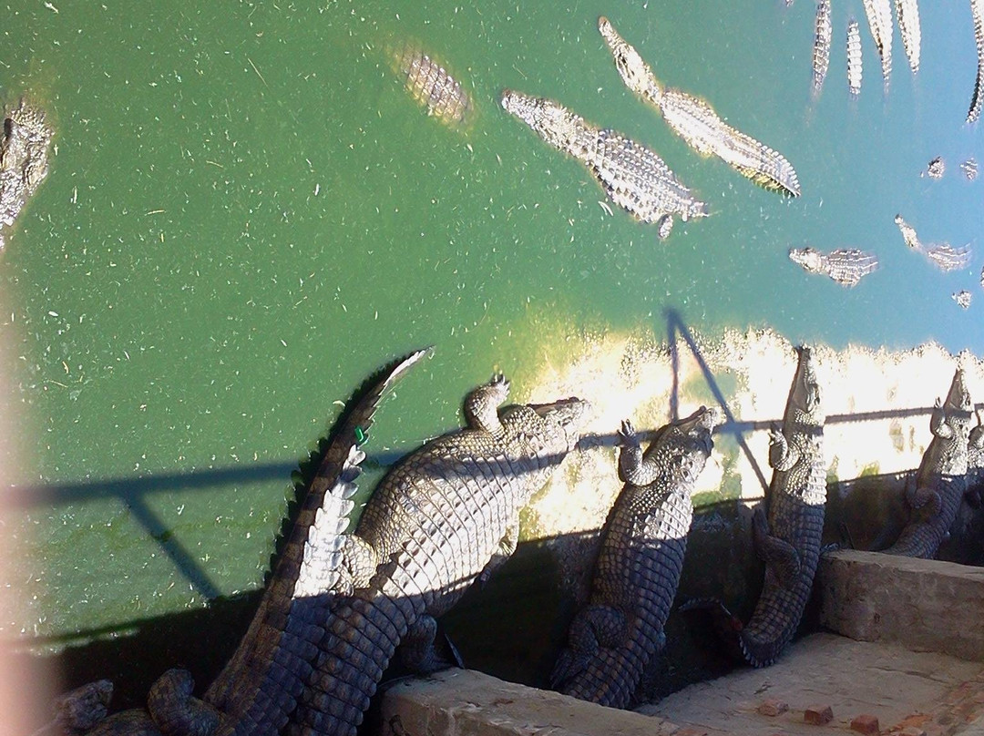 Le Bonheur Reptiles & Adventures-Simondium必去景点