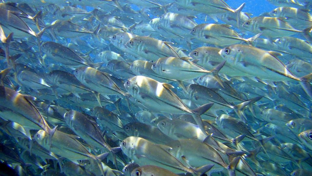 船宿潜水之旅-库布必去景点
