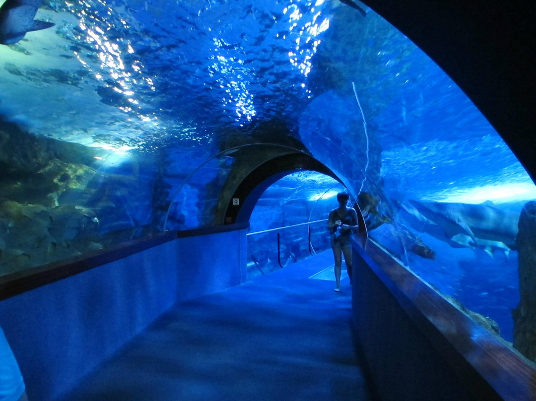 Aquarium景点图片