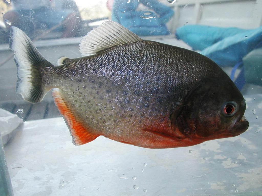 Matsyadarshini Aquarium-维沙哈巴南必去景点