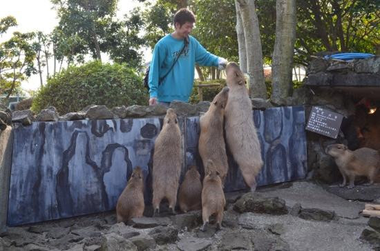 Izu Shaboten Zoo-伊东市必去景点