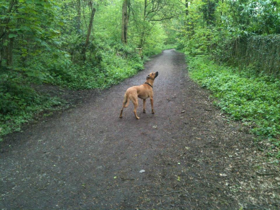 Baggeridge Country Park景点图片