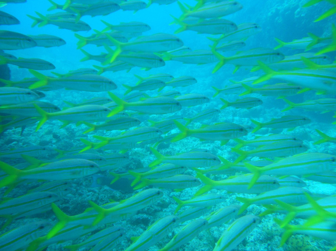 Cabo Verde Diving-Ilha do Sal必去景点