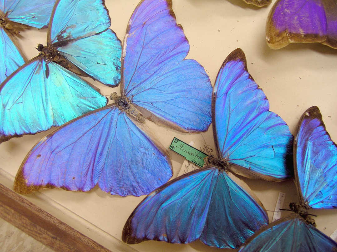 麦克里博物馆-悉尼必去景点