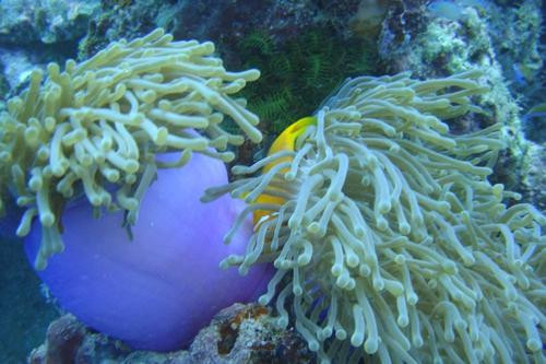 香蕉崖-马累北环礁必去景点