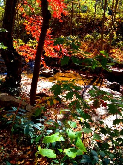 Asheville Botanical Garden景点图片