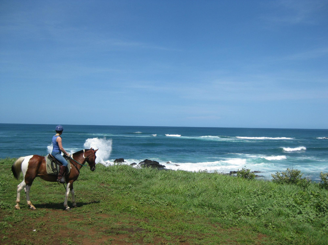 Paradise Riding - Horseback Tours景点图片