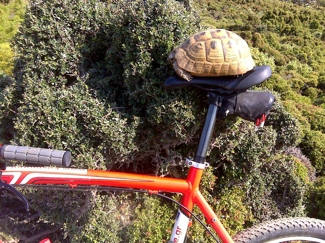 Kos MountainBike-Psalidi必去景点