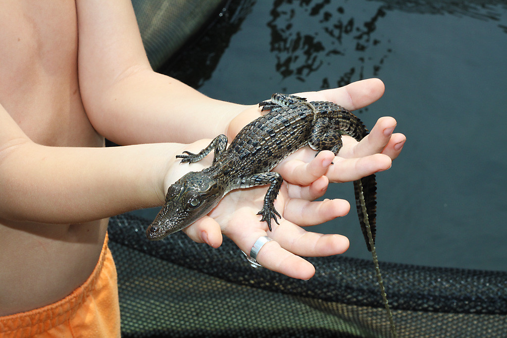 Mangrove Cave River Safari-亚洪加拉必去景点