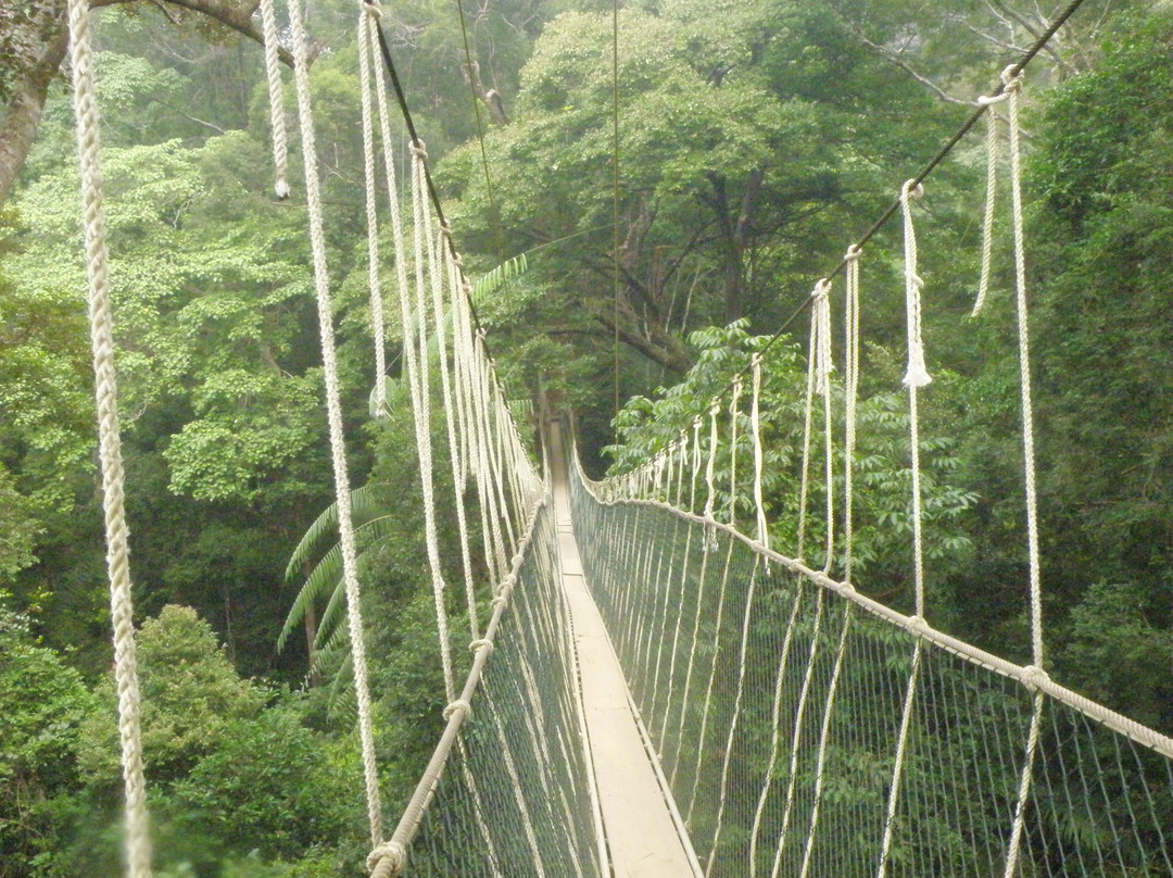 Taman Negara National Park-彭亨必去景点