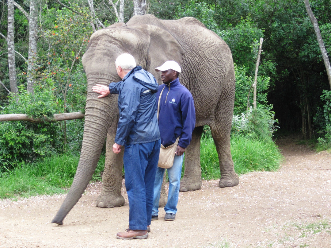 Elephant Sanctuary The Crags-The Crags必去景点