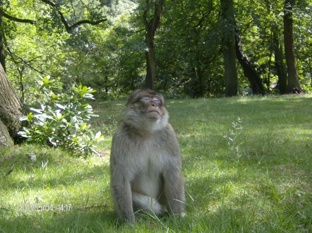Trentham Monkey Forest-特伦特河畔斯托克必去景点