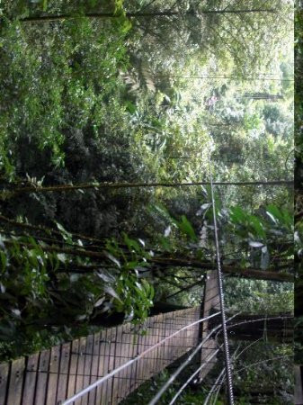 Canopy Safari景点图片