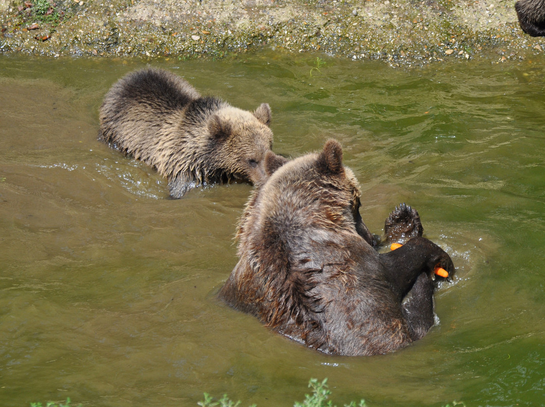 Wildpark Naturzentrum Knull