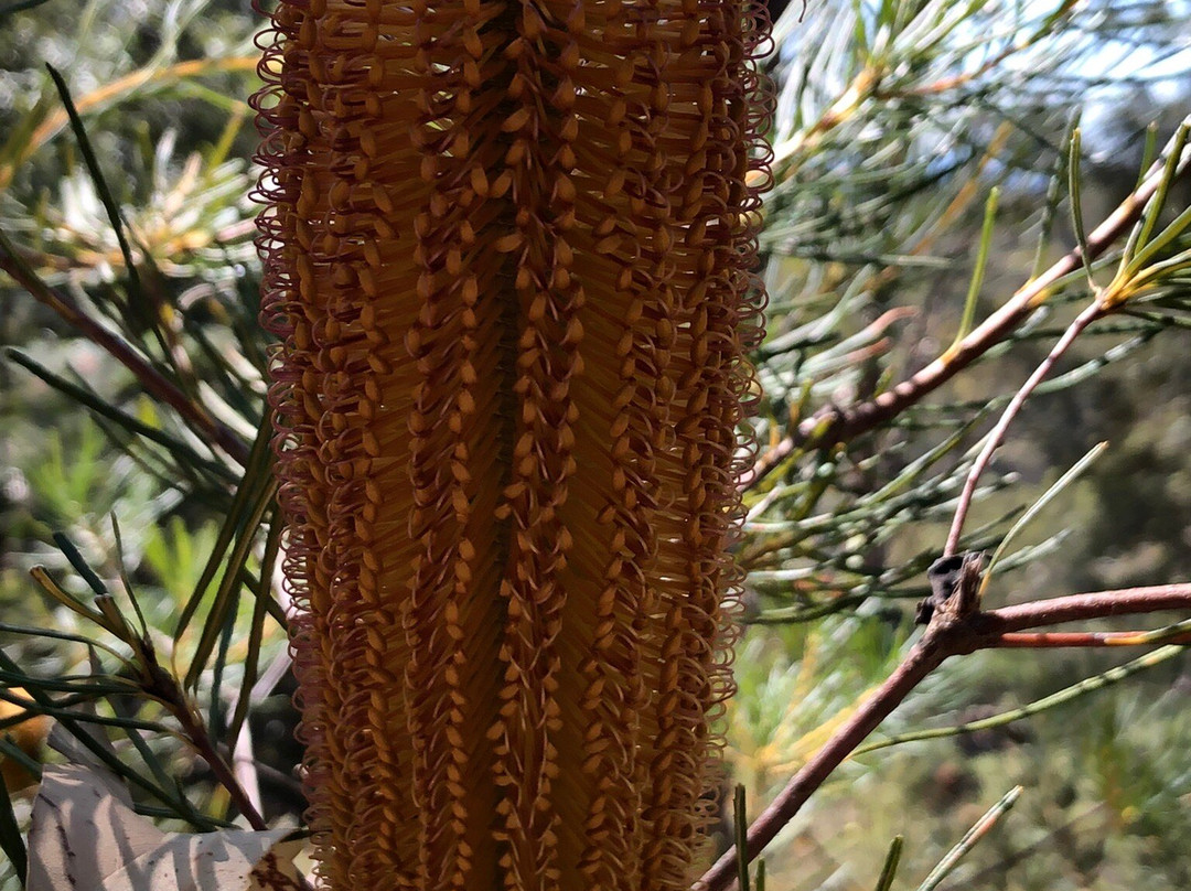 Olympic Drive Lookout-Blaxland必去景点