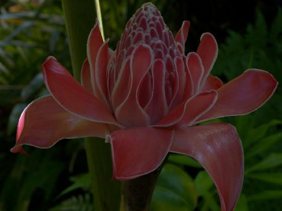 Centenary Lakes - Cairns Botanic Gardens景点图片