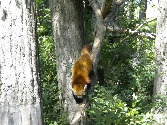 ZooMontana-比灵斯必去景点