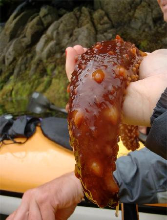 Ketchikan Kayak Company景点图片