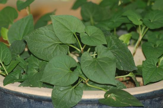 Herbwalk in Langkawi-兰卡威必去景点