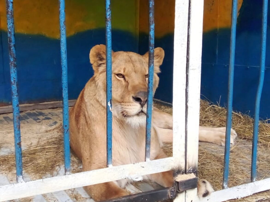 Amusement Park Zoo and Ostriches-Privolzhskii必去景点