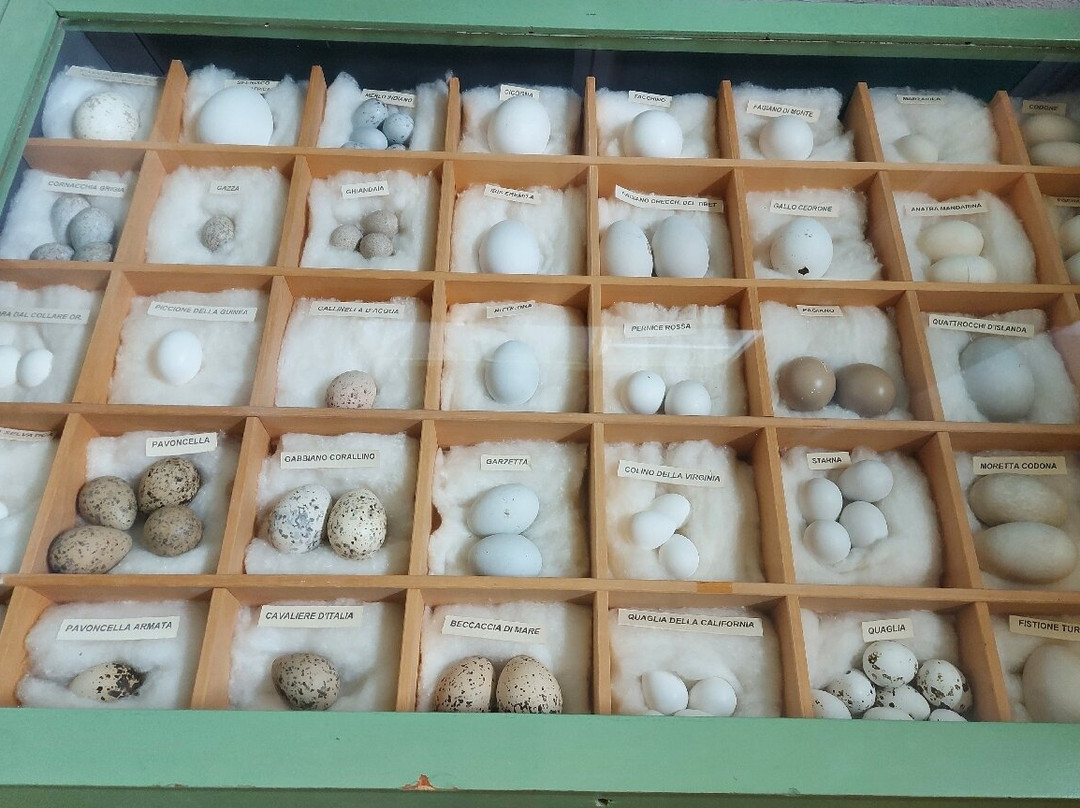 Museo Civico di Lentate sul Seveso景点图片